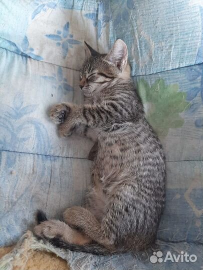 Отдам кошечку