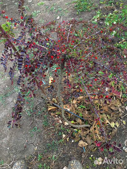 Кизильник на штамбе