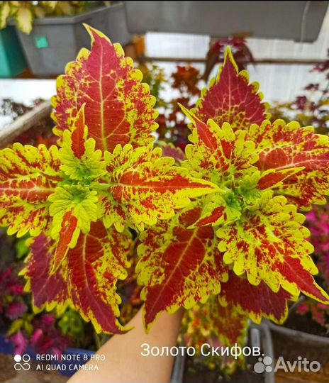 Колеусы сортовые