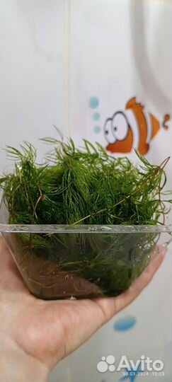 Сомики. Растения для аквариума, улитки Ампулярии