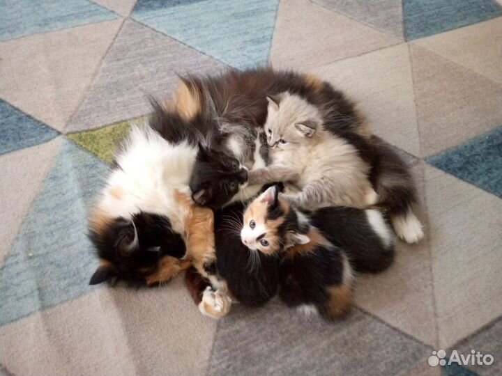 Котята в добрые руки