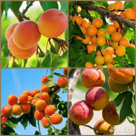 Абрикос уральский саженцы