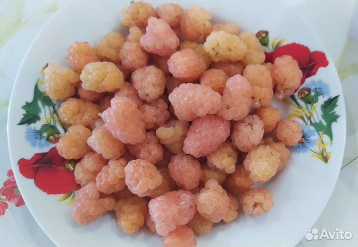 Саженцы желтой малины