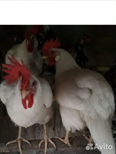 Куры Легорн белый