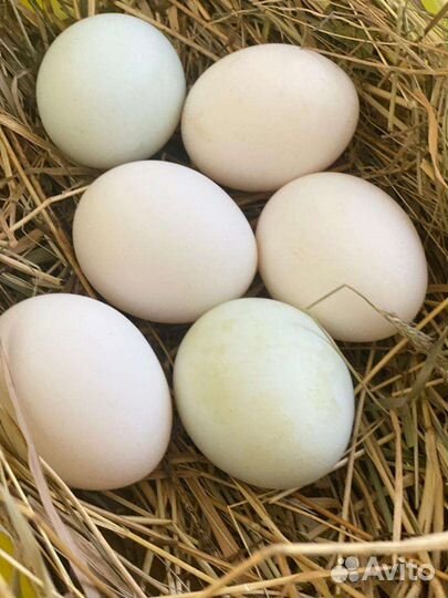 Инкубационное яйцо куриное Легорн и Чёрная Москов