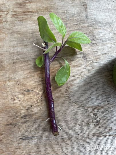 Джинура Gynura Прокумбес, шпинат долголетия