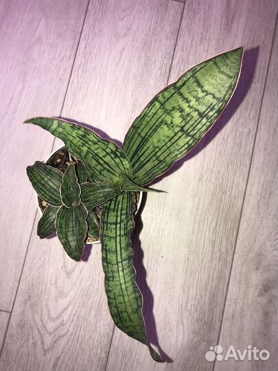 Сансевиерия