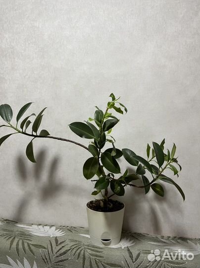 Фикус каучуконосный