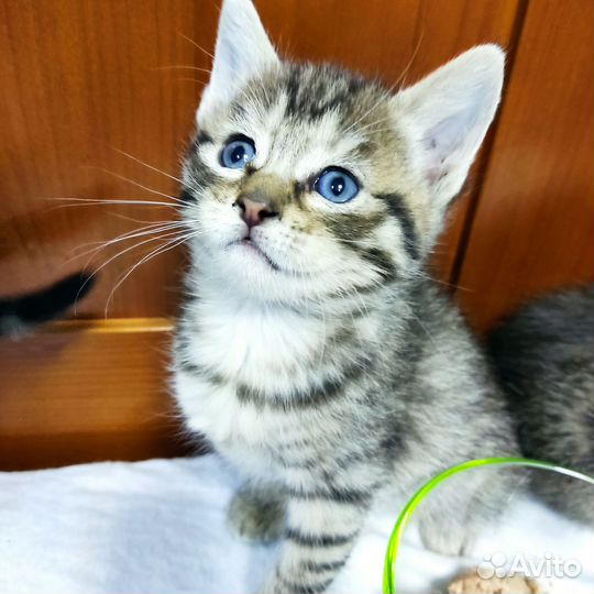 Кошка в дар