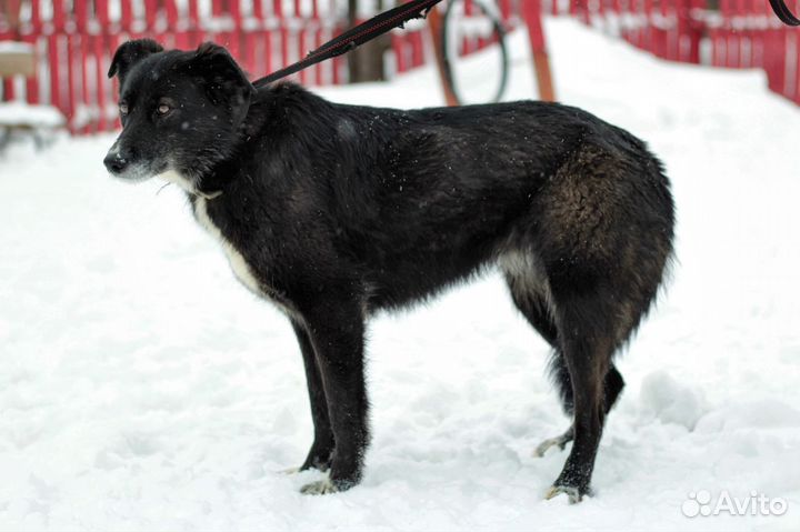 Веселая Джуси