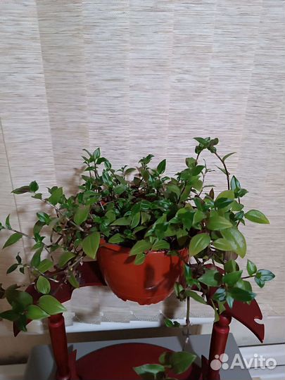 Традесканции