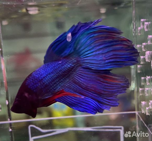 Аквариумные рыбки петушок вуалевый красный, синий
