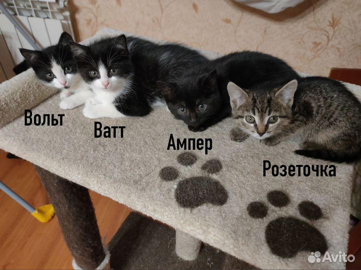 Воспитанные котята