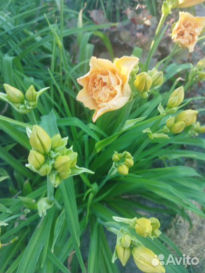 Лилейники сортовые