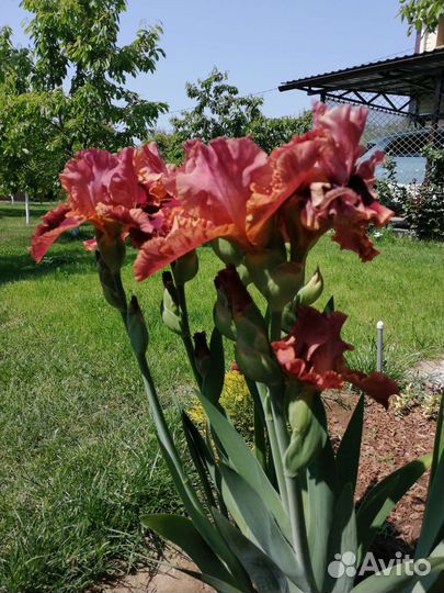 Ирисы бородатые