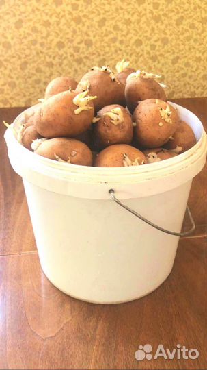 Картофель на посадку