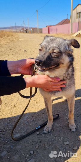 Собака улыбака