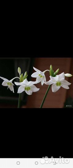 Амариллис,Эухариус,редкийЭпифиллум,Фиалки/цветут