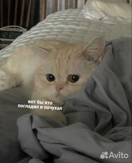 Передержка кошек