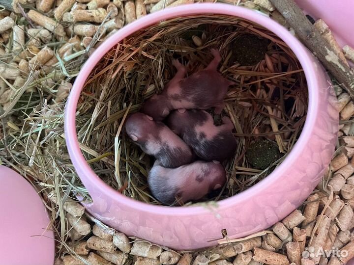 Сирийский хомяк