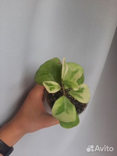 Фикус триангулярис коконат крем