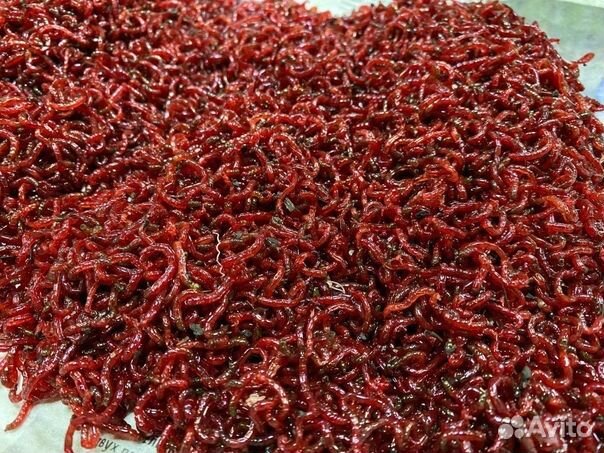 Мотыль заморозка 100гр