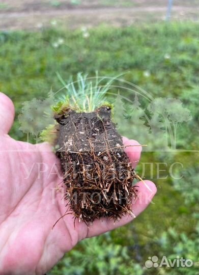 Горная сосна Мугус зкс сеянцы