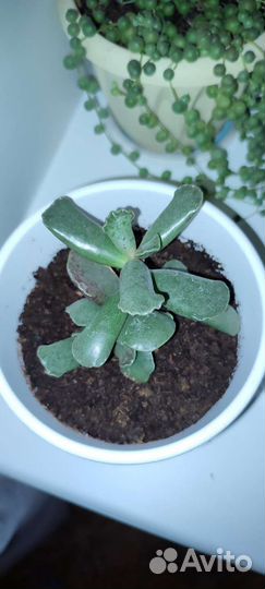 Кактусы и суккуленты