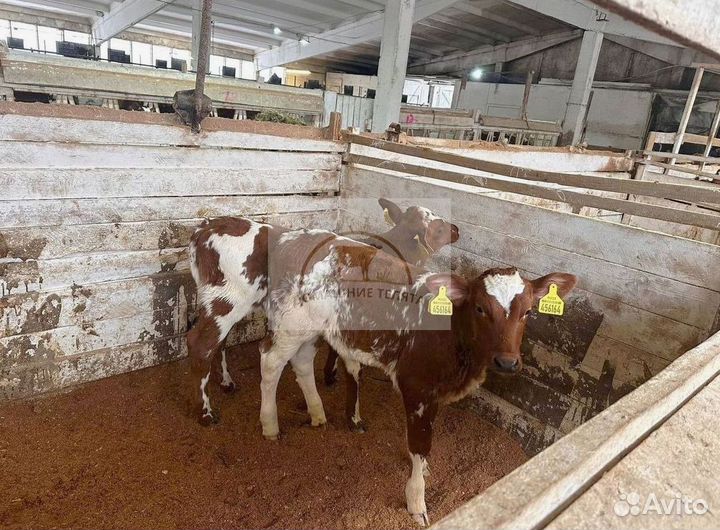 Телята бычки