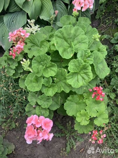 Пеларгония герань