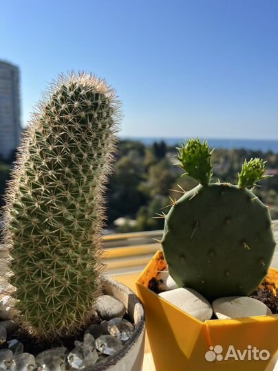 Кактус опунция