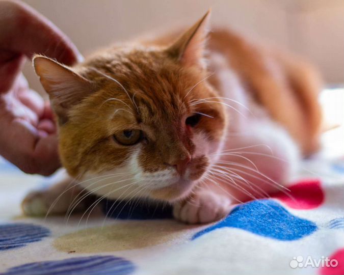 Кот Техас