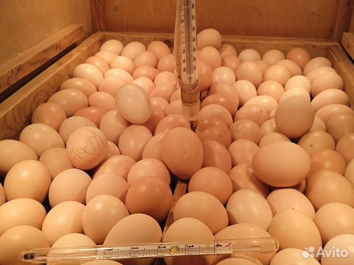 Инкубатор для яиц