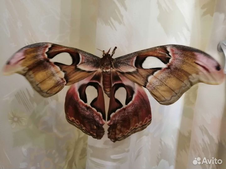 Живые бабочки в подарок, Мини-фермы. От