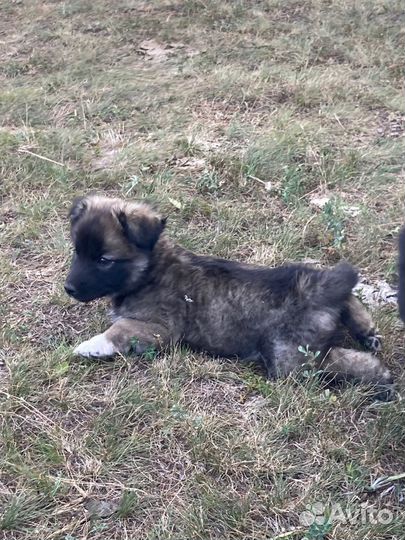 Собаки щенки