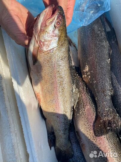 Форель охлажденная