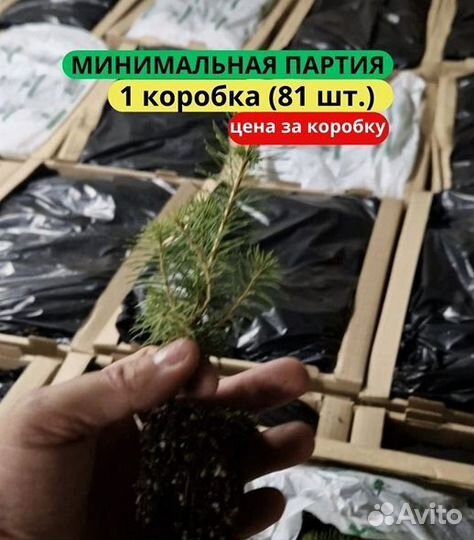 Сеянцы сосны зкс в розницу