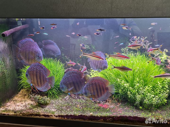 Аквариумные растения:Японская бликса, буцефаландра