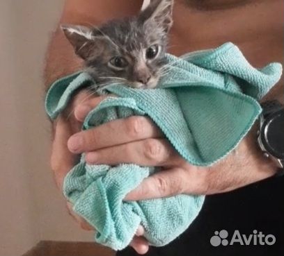 Котята в добрые руки даром