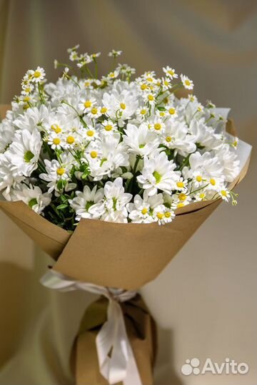 Ромашка мелкая, хризантема ромашкой