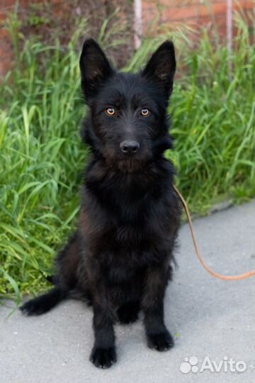 Собака в добрые руки бесплатно