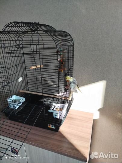 Попугай корелла с клеткой