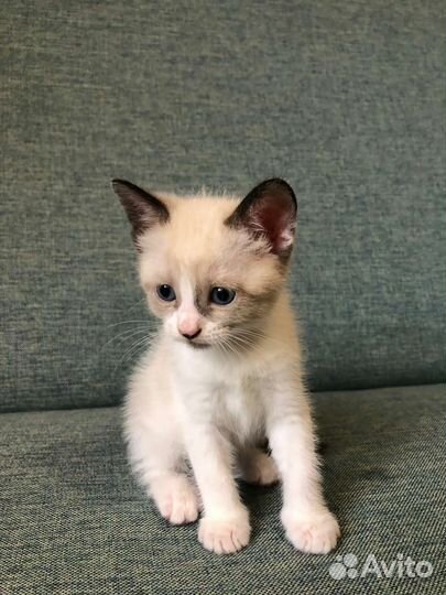 Котята в добрые руки бесплатно