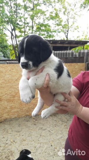 Щенки алабай