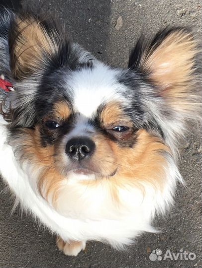 Вязка кобель чихуахуа