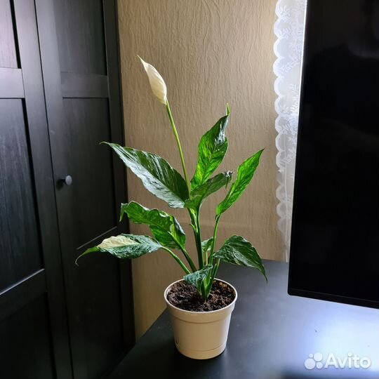 Спатифиллум Diamond(Даймонд)