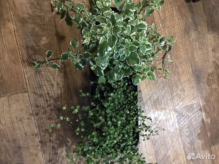 Комнатные цветы