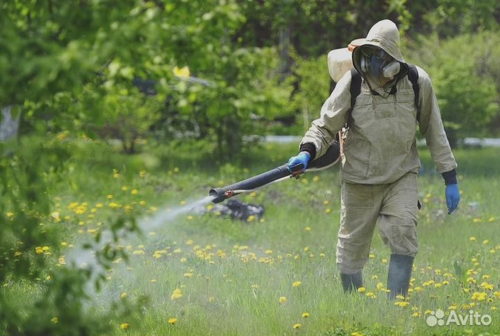 Уничтожение клопов тараканов грызунов грибка плесе