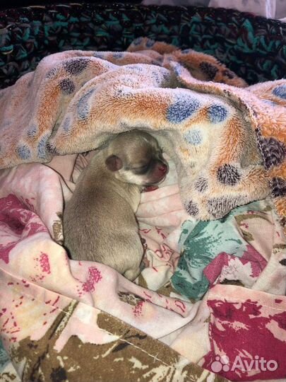 Кобель для вязки