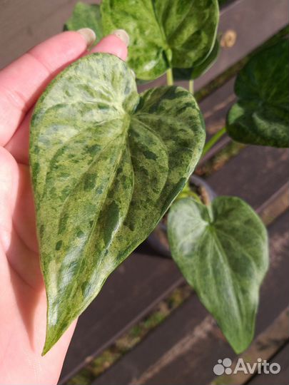 Алоказия (клубни) Кукулата Минт (вариегатная)